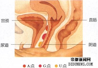子宫是女性重要的生殖器官