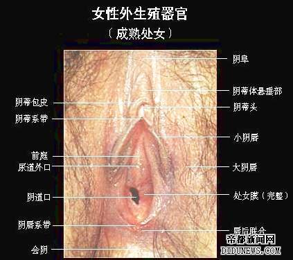 青春期皮肤上开始生长阴毛